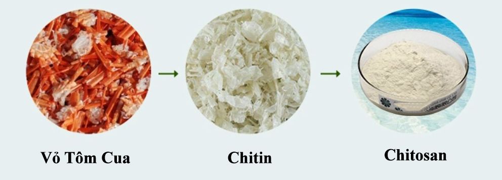 Quá trình tạo ra chitosan từ vỏ tôm. cua