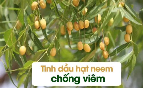 tinh-dau-hat-neem-chua-chat-chong-viem-khang-khuan-tot-cho-be-bi-cham-sua.webp