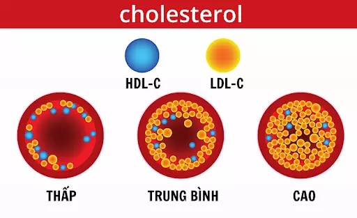 chi-so-cholesterol-hdl-nen-duoc-duy-tri-cang-cao-cang-tot.webp
