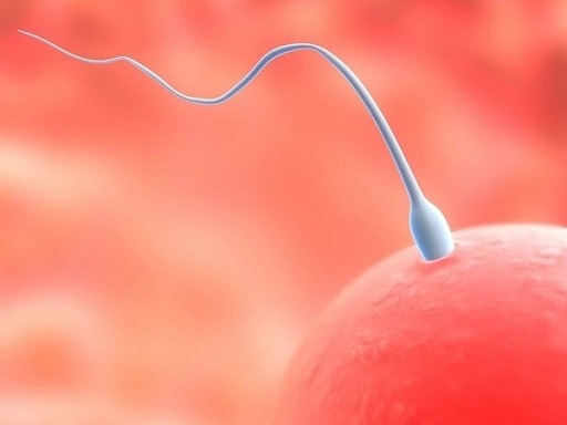 Tinh trùng ít vẫn có khả năng có thai