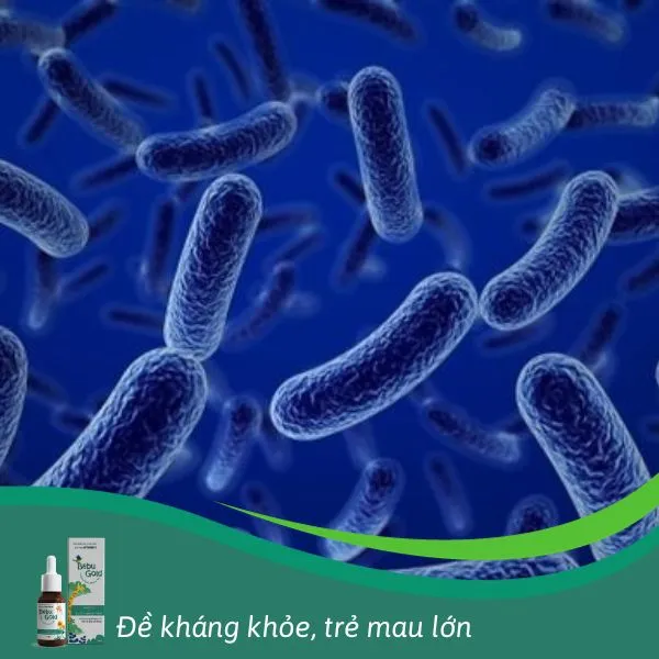 Lợi khuẩn Bacillus Clausii hỗ trợ xử lý rối loạn tiêu hoá